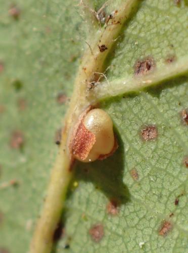 Réf. 196 347 : Neuroterus anthracinus